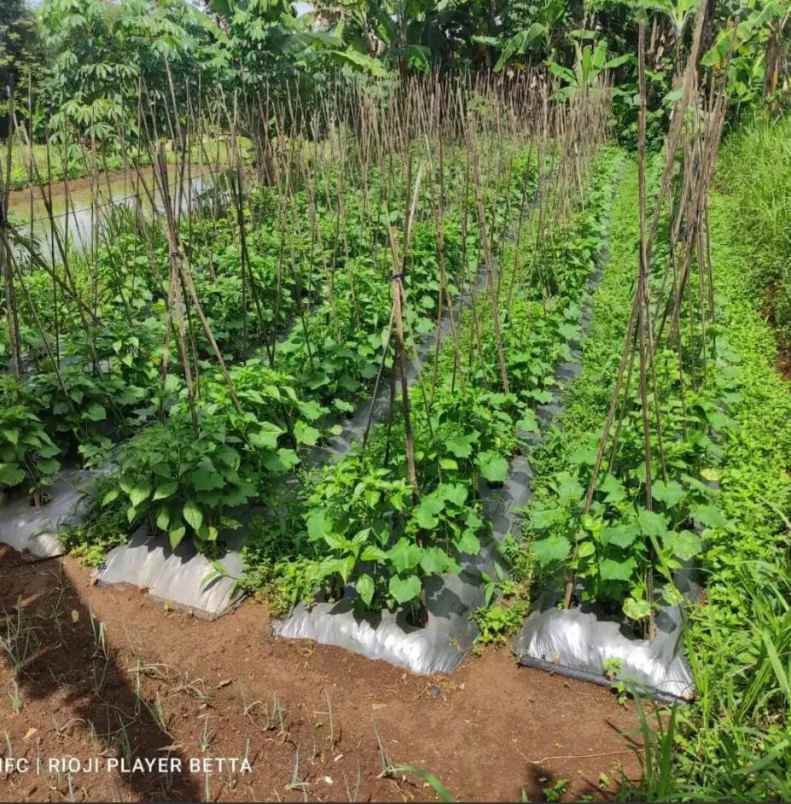 dijual tanah jl sindanglengo desa
