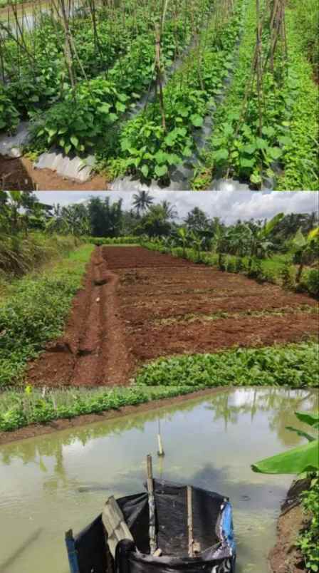 dijual tanah jl sindanglengo desa