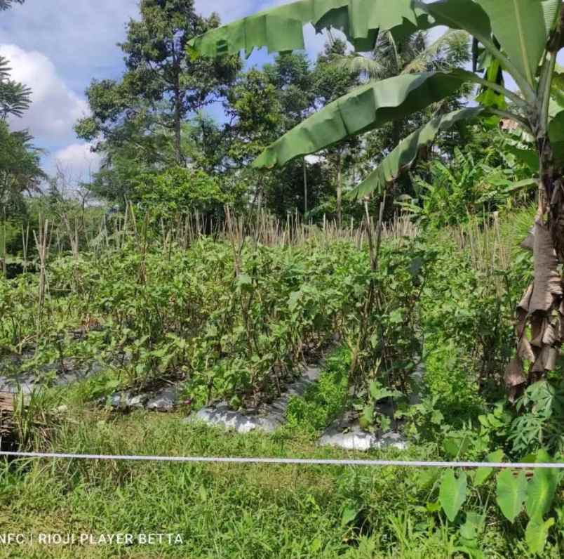dijual tanah jl sindanglengo desa