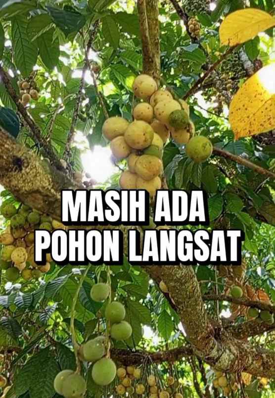 dijual tanah jl umar ahmad