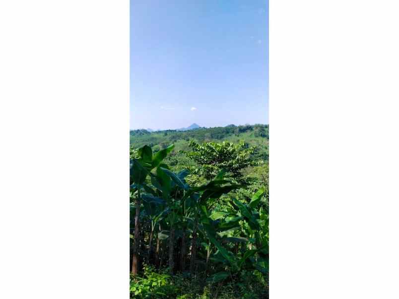 dijual tanah kampung cibadak tanjung