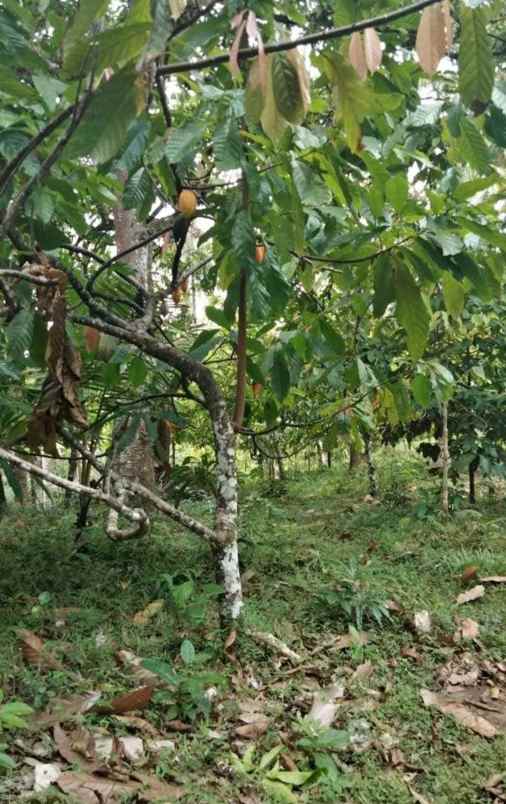 dijual tanah kebun los sungai murah tempat strategis