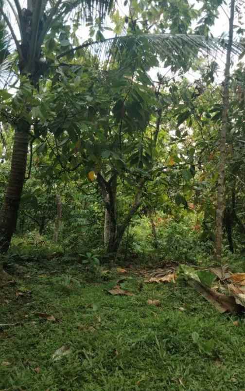 dijual tanah kebun los sungai murah tempat strategis