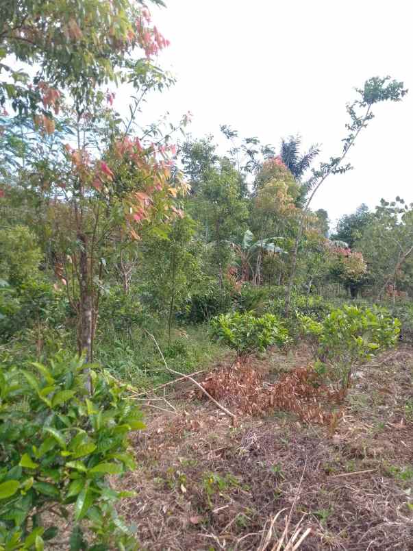 dijual tanah kebun produktif