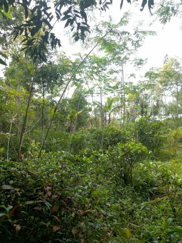 dijual tanah kebun produktif
