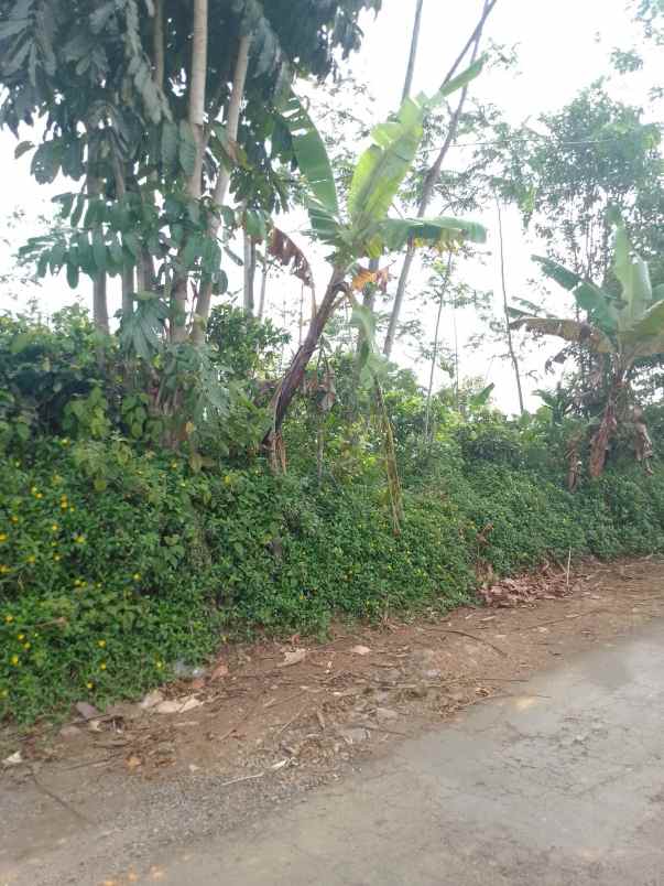 dijual tanah kebun produktif