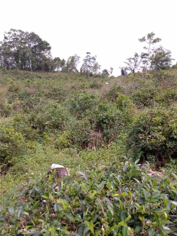 dijual tanah kebun produktif pinggir jalan