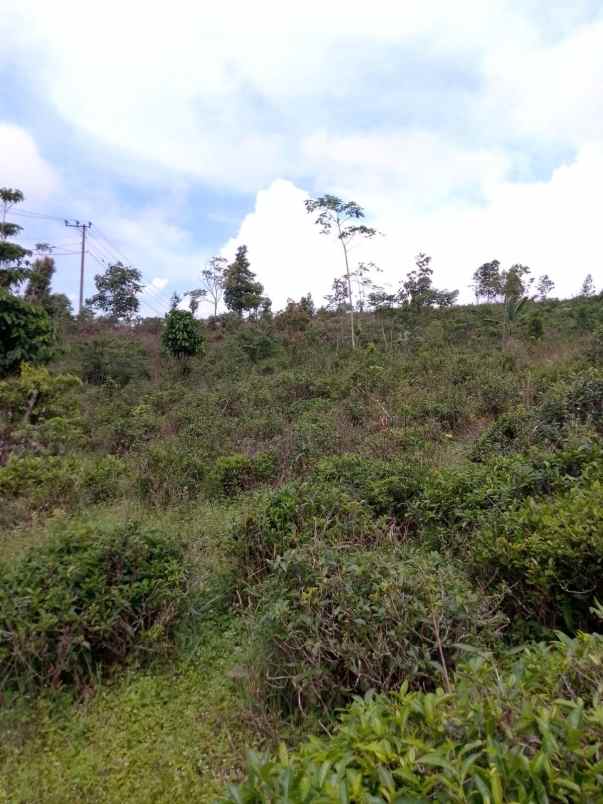 dijual tanah kebun produktif pinggir jalan