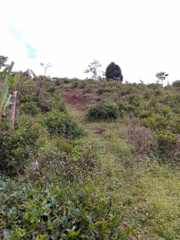 dijual tanah kebun produktif pinggir jalan