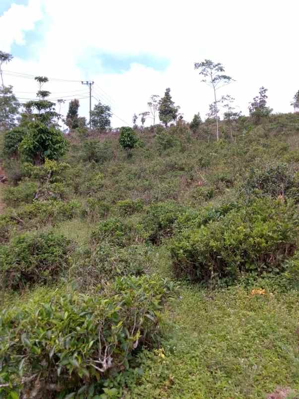 dijual tanah kebun produktif pinggir jalan