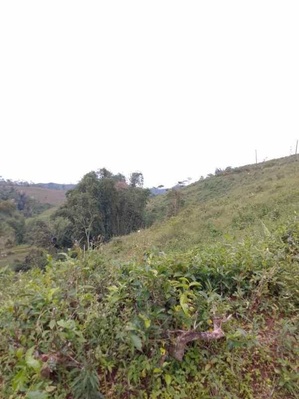dijual tanah kebun produktif pinggir jalan