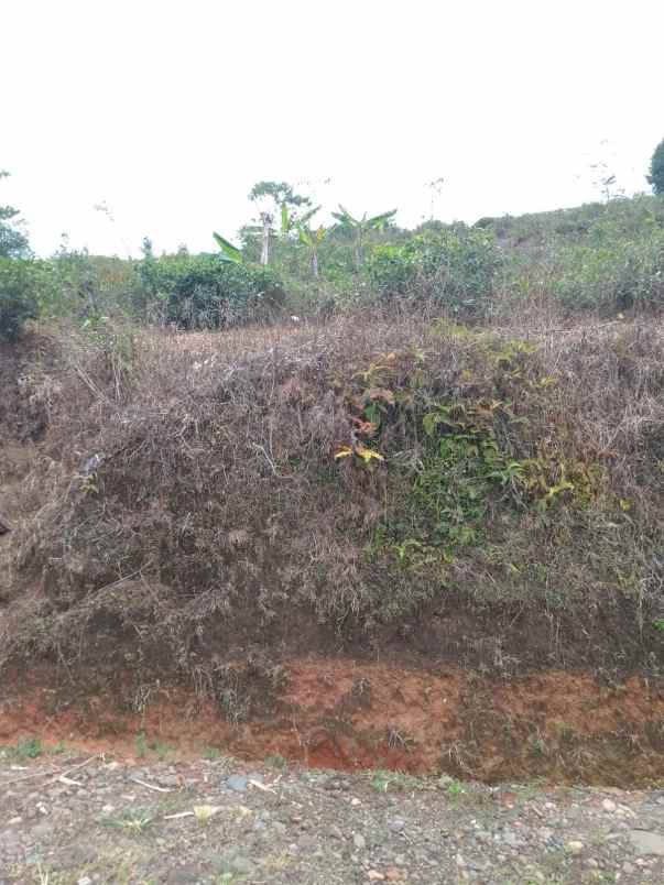 dijual tanah kebun produktif pinggir jalan