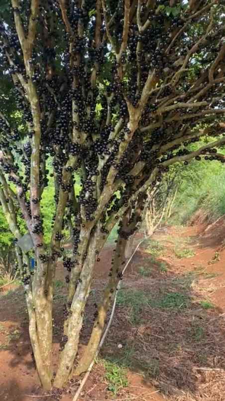 dijual tanah kec parungkuda kab sukabumi