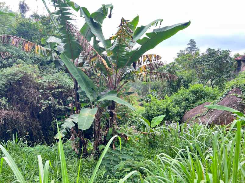 dijual tanah kemuning ngargoyoso