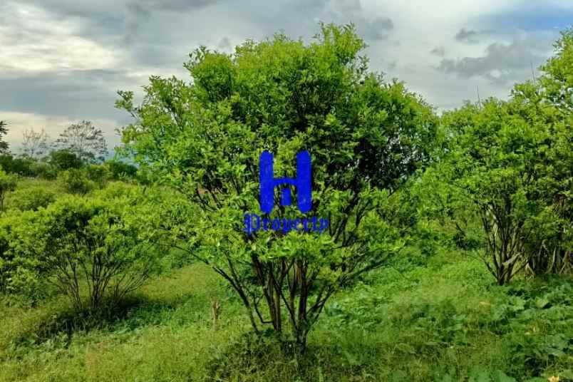 dijual tanah kosong daerah karo desa