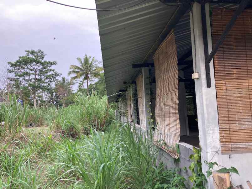 dijual tanah murah mangku asapl jalan kabupaten