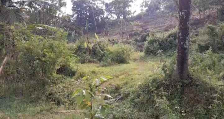 dijual tanah murah tanah kebun akses jalan mobil