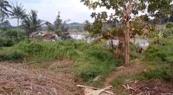 dijual tanah murah tanah kebun akses jalan mobil