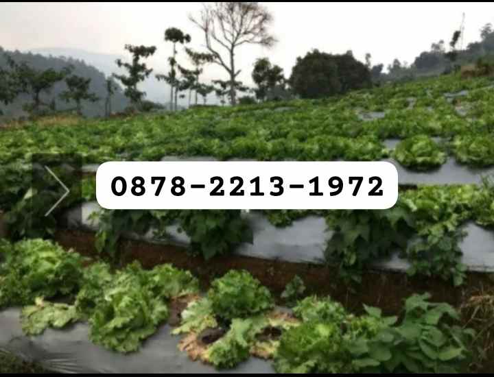 dijual tanah punclut lembang bandung barat