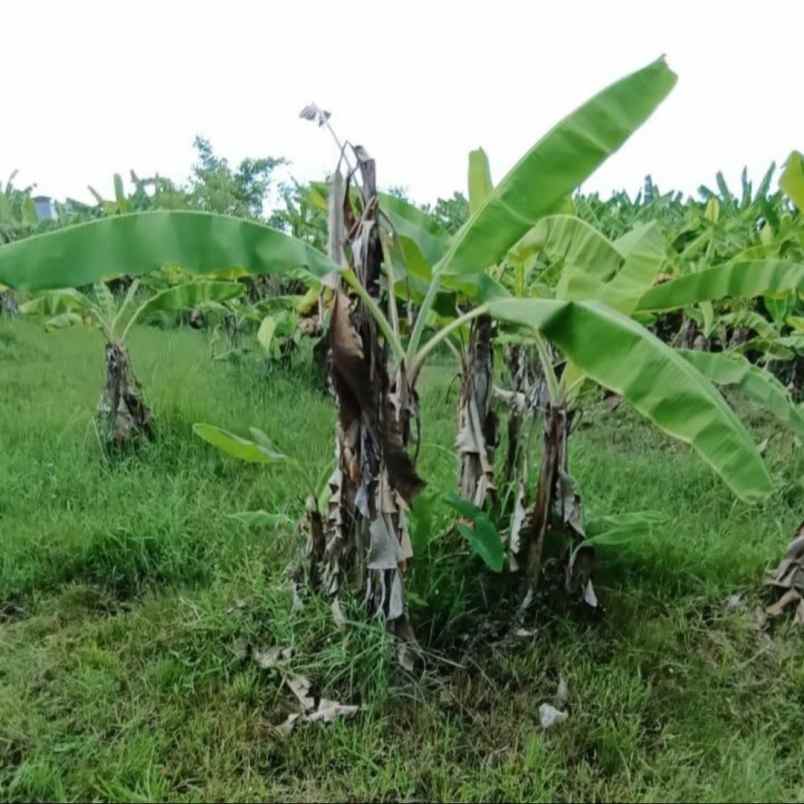 dijual tanah pura beten kepuh