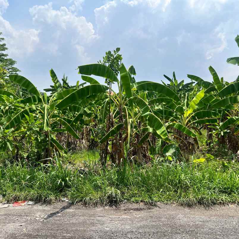 dijual tanah pura beten kepuh