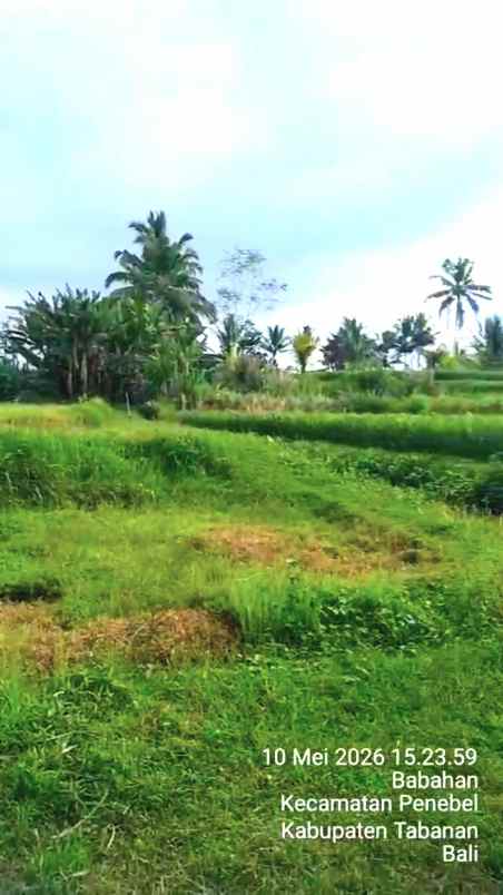 dijual tanah sawah produktif di penebel tabanan bali