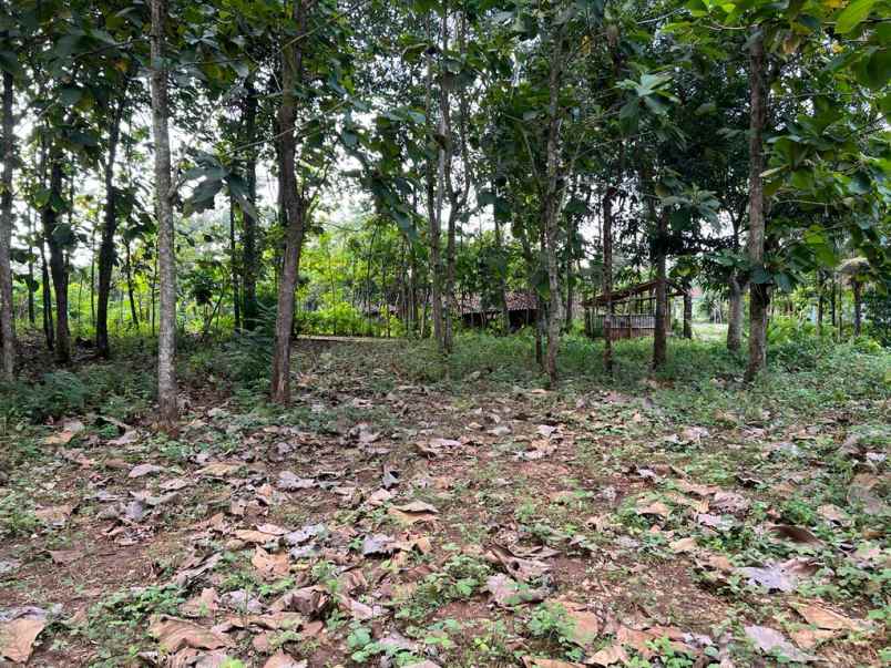 dijual tanah timur pasar kedawung sragen