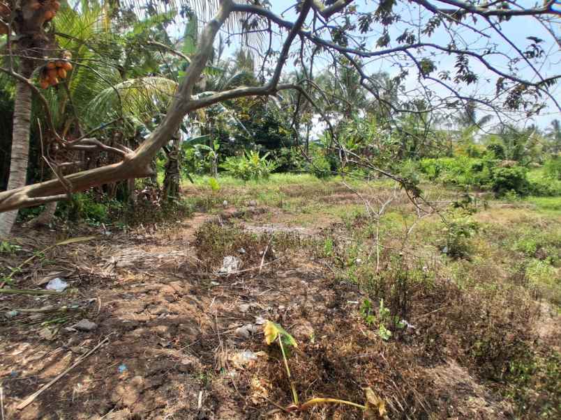 disewakan tanah desa angkah selemadeg