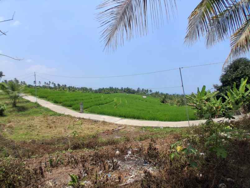 disewakan tanah desa angkah selemadeg