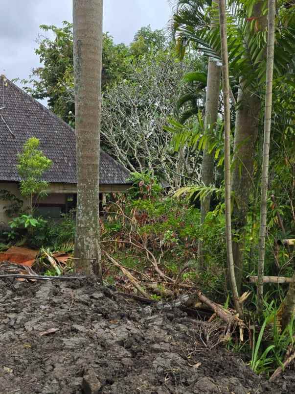 disewakan tanah umalas bumbak