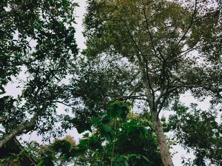 rumah desa wisata karangpandan