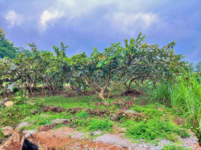 tanah 432m datar ngargoyoso view sawah