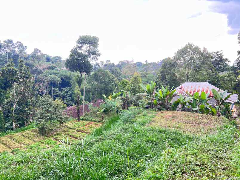 tanah 800m cocok untuk kebun buah ngargoyoso