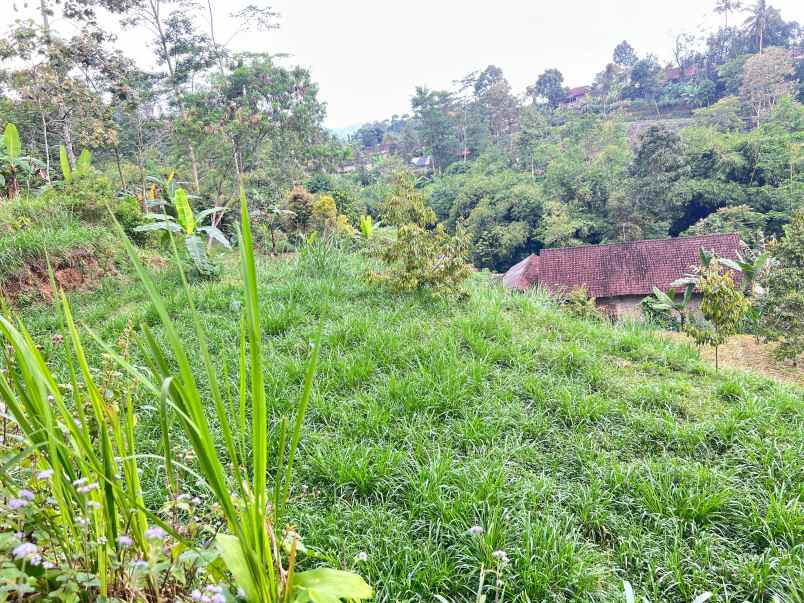 tanah 800m cocok untuk kebun buah ngargoyoso