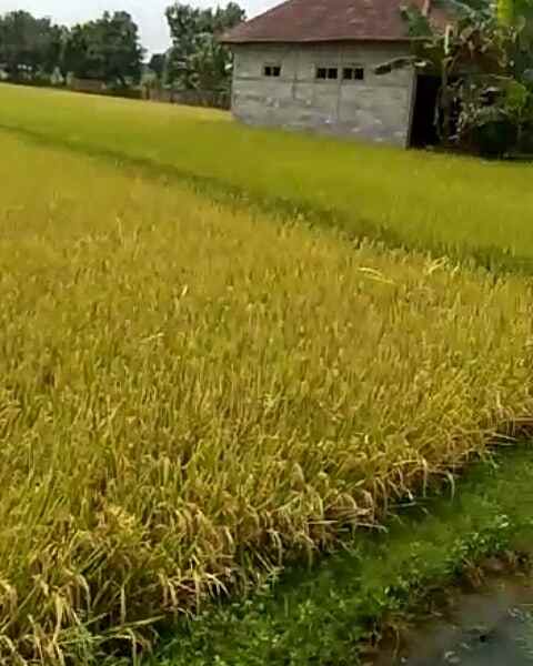 tanah berbek nganjuk