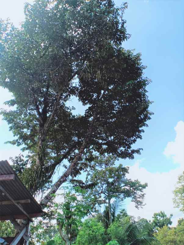 tanah bonus pohon durian karangpandan karanganyar
