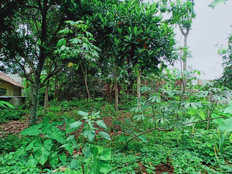 tanah kerjo karanganyar