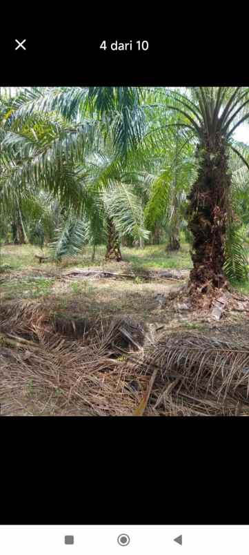 tanah palawija di daerah hamparan perak deli serdang