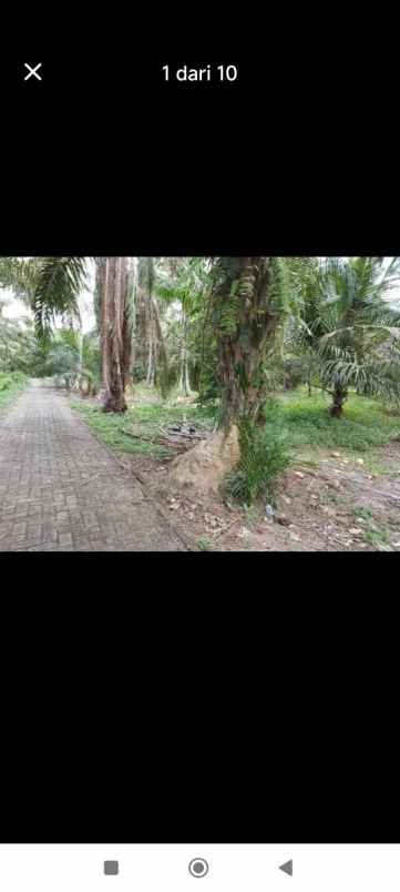 tanah palawija di daerah hamparan perak deli serdang