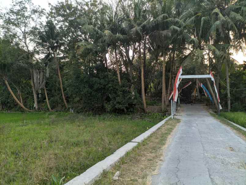 tanah sawah di dekat ring road jogja 1 1 km kampus umy
