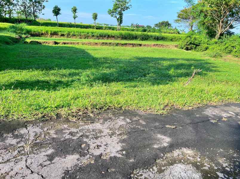 tanah view sawah 792m mojogedang karanganyar