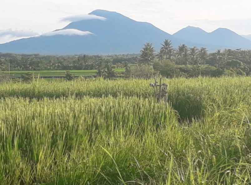 tanah zona pink 600 meter dari pantai kelecung bali