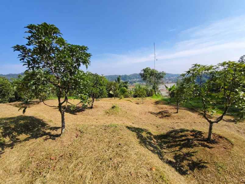 dijual kebun alpukat miki 5 ha shm di leuwiliang bogor