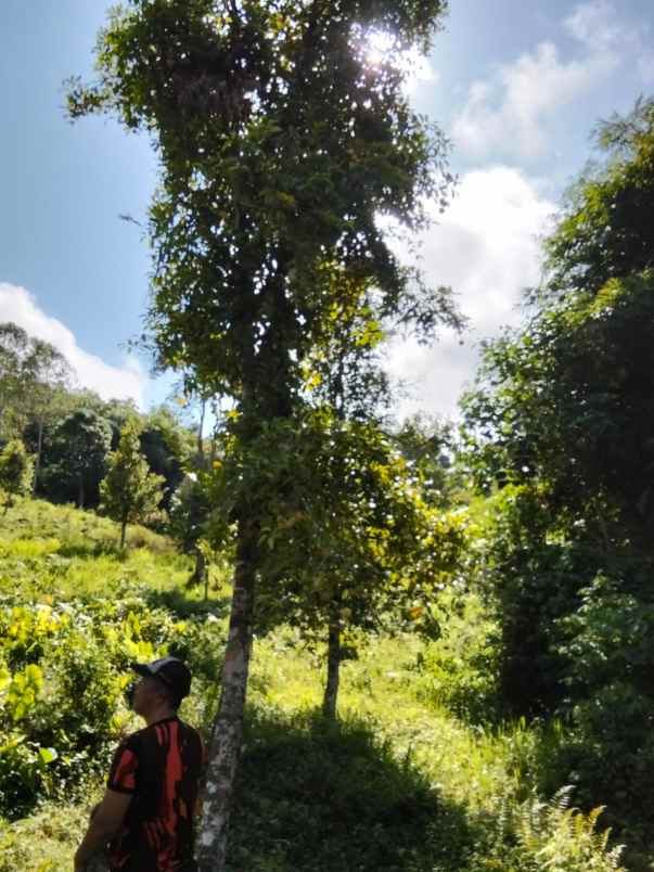 dijual rumah dijual cepat tanah di