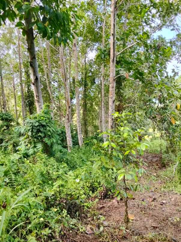 dijual rumah dijual cepat tanah di