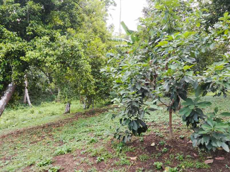 dijual rumah dijual cepat tanah di