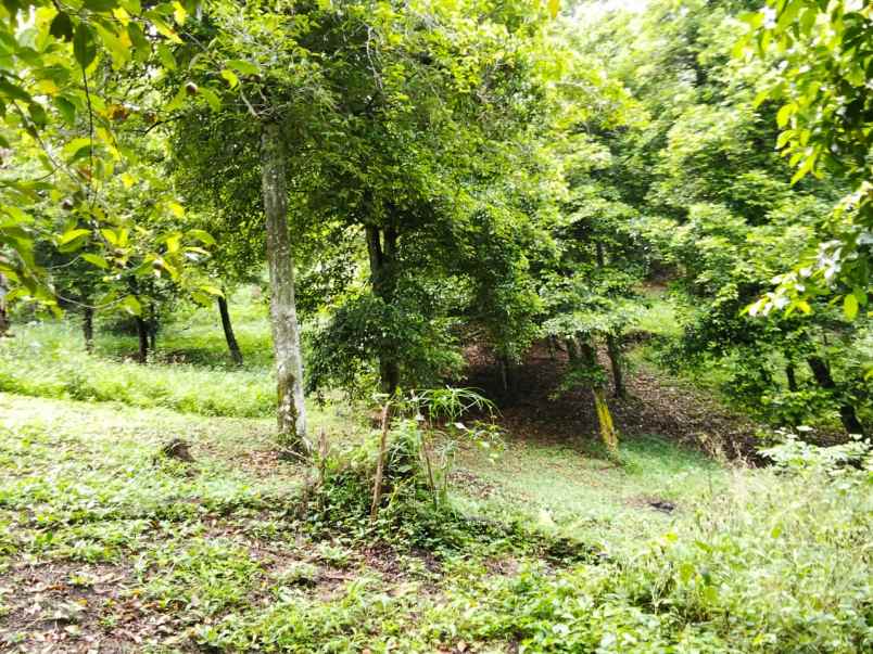 dijual rumah dijual cepat tanah di