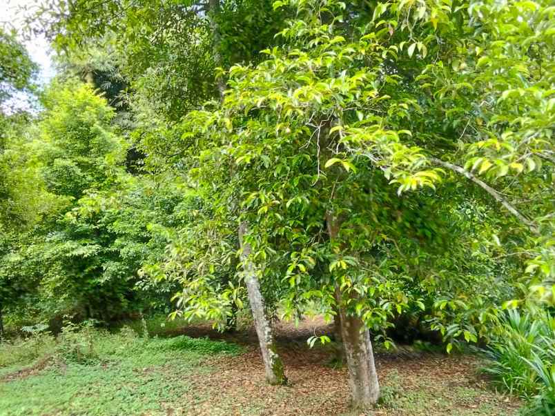 dijual rumah dijual cepat tanah di