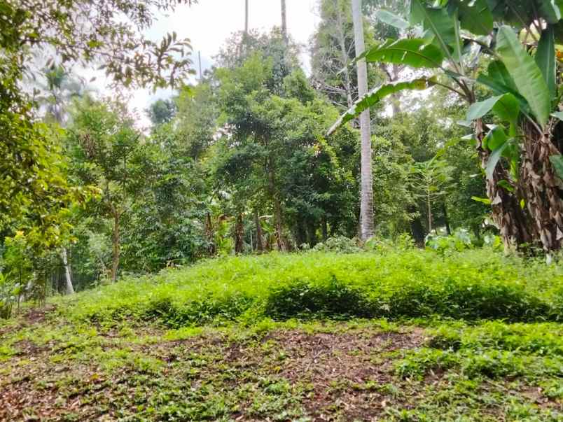 dijual rumah dijual cepat tanah di