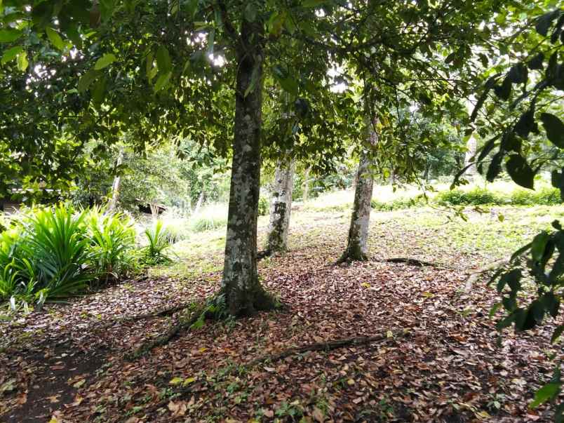 dijual rumah dijual cepat tanah di